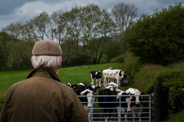 istock Senior farmer looking at dairy cattle in a field 1491527073
