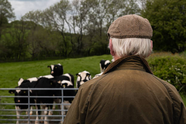 istock Working senior looking at dairy cattle in a field 1491527094