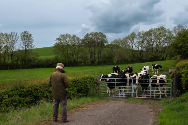 istock Active senior looking at dairy cattle in a field 1491527114