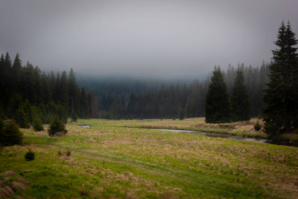 The torrent flows in the middle of the yellow green plain surrounded by resinous trees with clouds hanging in the high branches.
