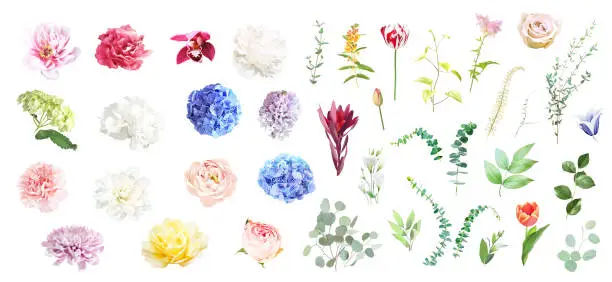 Vector illustration of Pink rose, hydrangea, dahlia, white peony, orchid, ranunculus, spring garden flowers, eucalyptus, greenery, fern
