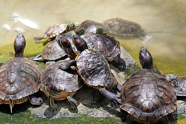 istock Group of young tortoises basking in sunlight 149153203
