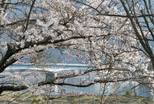 istock Blossoms frame bridge over Lake Kawaguchi 1491532193