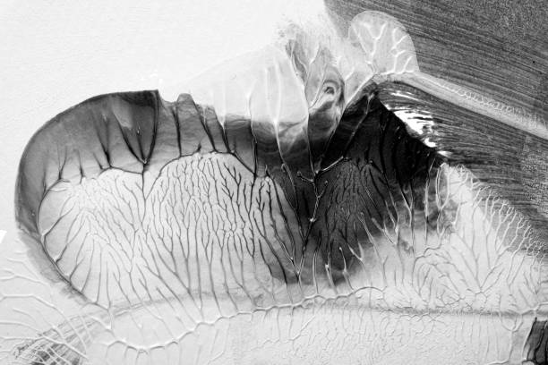 istock black white abstract acrylic painting color texture on white paper background by using rorschach inkblot method 1491532260