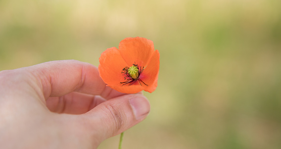 Hand holding a poppy over blurred colorful background. Concept of beauty and fragility and ephemerality. Copy space