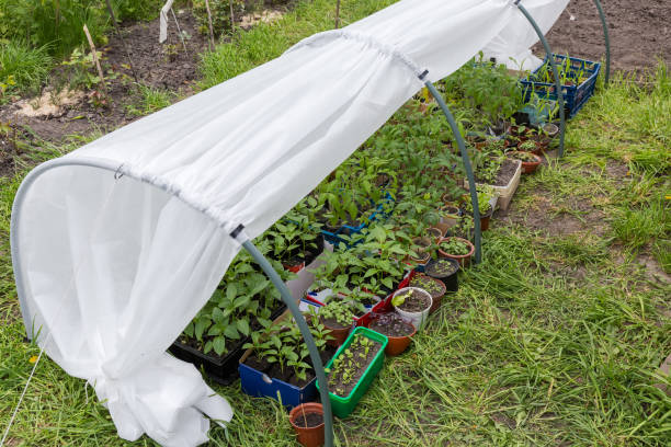 Different seedling in simplest low miniature domestic hoops greenhouse
