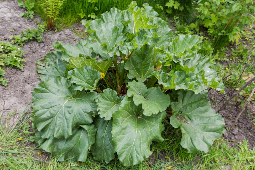 Bush of the cultivated Rheum rhaponticum, also known as culinary rhubarb or pie plant in overcast weather