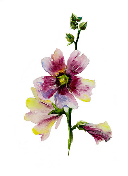 illustrations, cliparts, dessins animés et icônes de aquarelle rose fleurs - stem pollen hibiscus beauty in nature