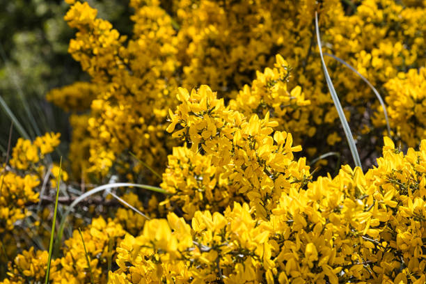 istock yellow broom flowers 1491534815
