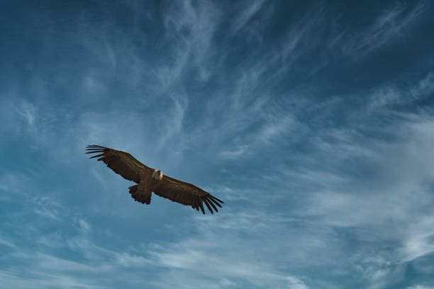mönchsgeier fliegt in der provence - nebraska landscape midwest usa landscaped stock-fotos und bilder