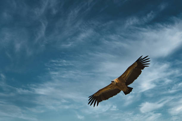 mönchsgeier fliegt in der provence - nebraska landscape midwest usa landscaped stock-fotos und bilder