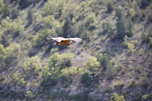 avvoltoio nero che vola in provenza - nebraska landscape midwest usa landscaped foto e immagini stock