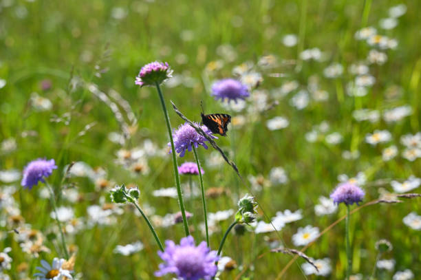 istock Summer meadow with flowers and butterfly 1491535313