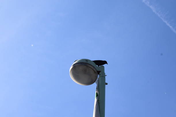 istock raven on a street light 1491535328