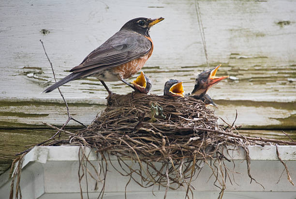 istock A bird standing at its nest with hungry chicks 149153566