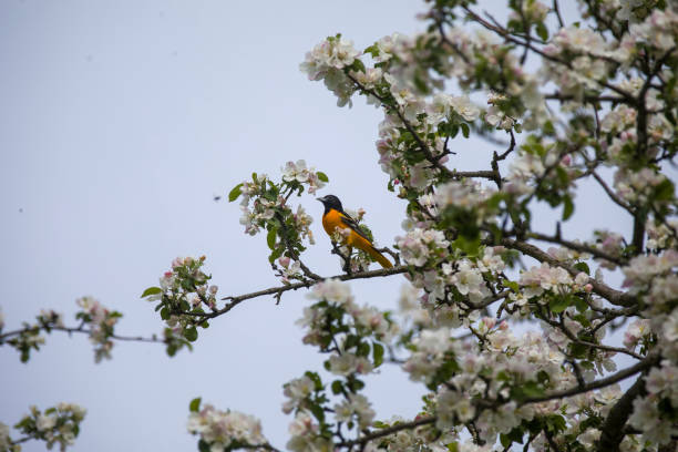 A baltimore oriole in the treetops feasting on insects and blossoms.