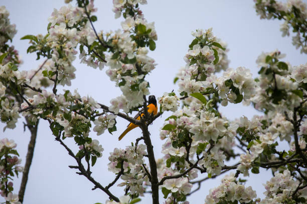 istock A baltimore oriole in the treetops feasting on insects and blossoms. 1491535969