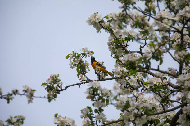 istock A baltimore oriole in the treetops feasting on insects and blossoms. 1491535996