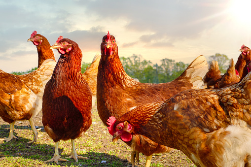 Free range chickens peck in the grass on a sunny day in search of food