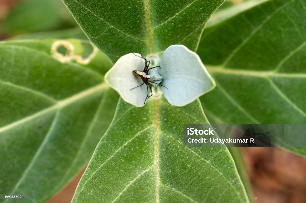 Indiana Herbalife Calotropis procera(Wikipedia Calotropis gigantea ) Spruce leaf Africa Stock Photo