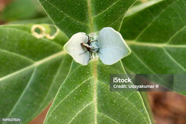 Indiana Herbalife Calotropis Procera Spruce Leaf Stock Photo - Download Image Now