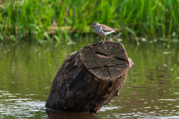 Spotted Sandpiper Perched on Log stock photo