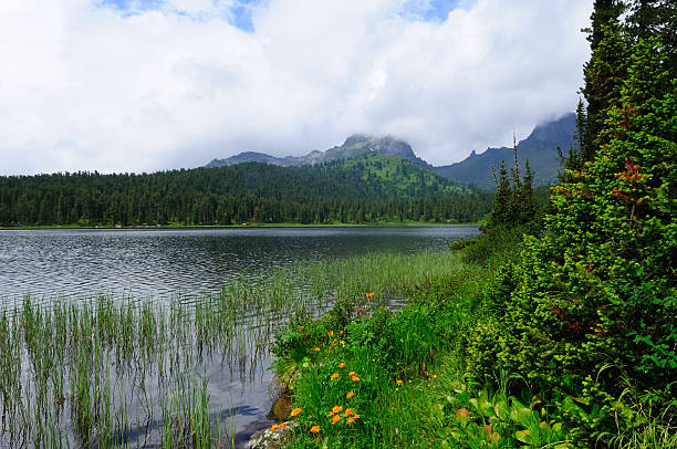 mountain lake (sibirien, ergaki). - schreckhorn uncultivated tree summer stock-fotos und bilder