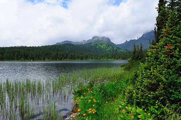 lago de montanha (sibéria, ergaki). - schreckhorn uncultivated tree summer imagens e fotografias de stock