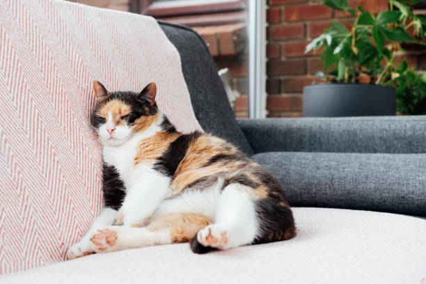 istock Lazy multicolored cat sitting like a human and sleeping with its body squashed as she is fully relaxed on couch. Pleased, well-fed senior cat. Funny fluffy cat in cozy home atmosphere. Selective focus 1491538105