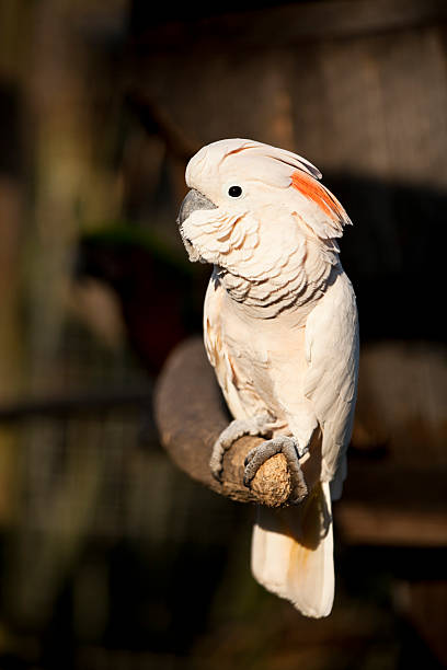 Vertical shot of a Moluccan Cockatoo parrot basking in sunlight on a wooden perch. These birds are also known as Salmon Breasted Cockatoo.
