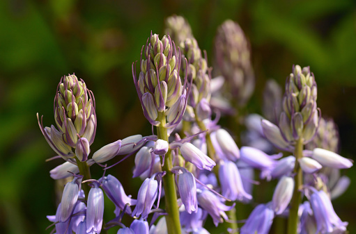 Wood hyacint or Wilde hyacint. Plant with bud and flower head in color purple-lilac.