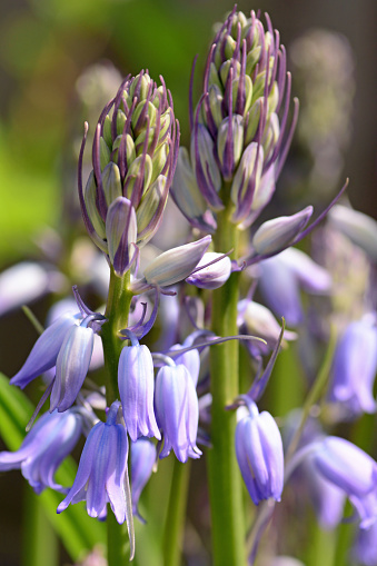 Hyacinthoides non-scripta look like an English blue bell. Wood hyacint or Wilde hyacint. Plant with bud and flower head in color purple-lilac.