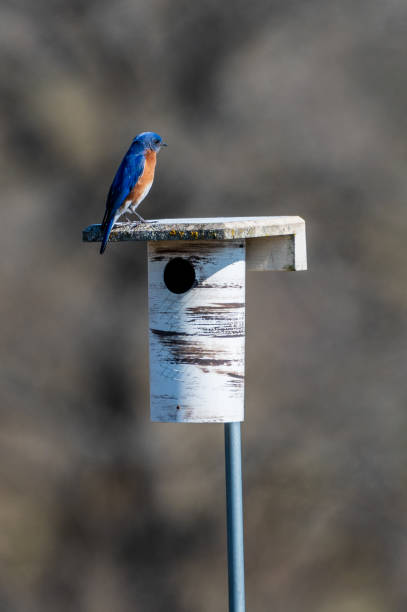 istock Eastern Bluebird Male Stands on Bird Box 1491539740