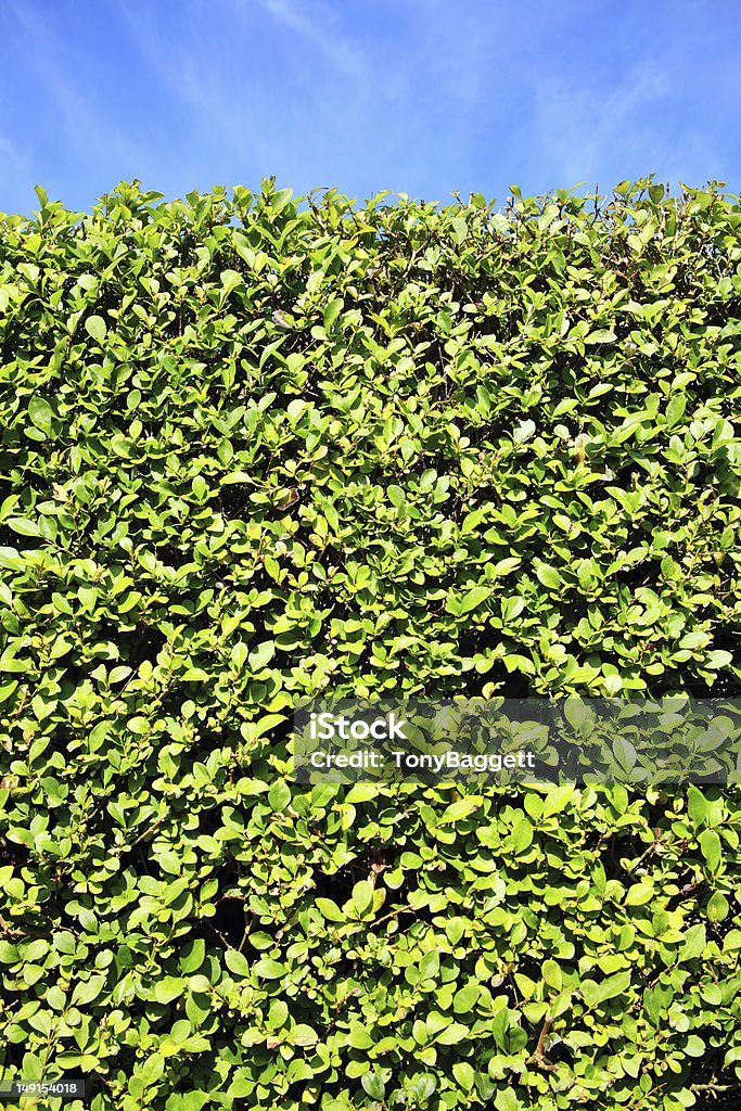 Privet Hedge Background Privet Hedge and blue sky background with plenty of copy space Backgrounds Stock Photo