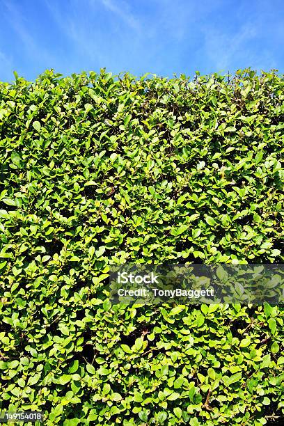 Privet Hedge Background Stock Photo - Download Image Now - Backgrounds, Hedge, Privacy