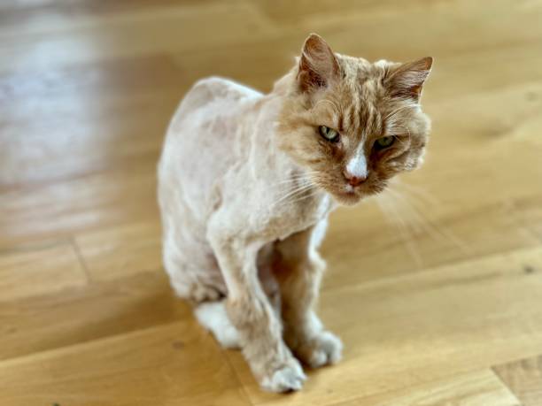 Shaved Cat, groomed and fur trimmed