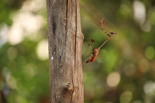 Phasmids Insects on the block. stick insects. with blur background