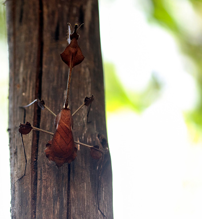 Phasmids Insects n the block. stick insects. with blur background