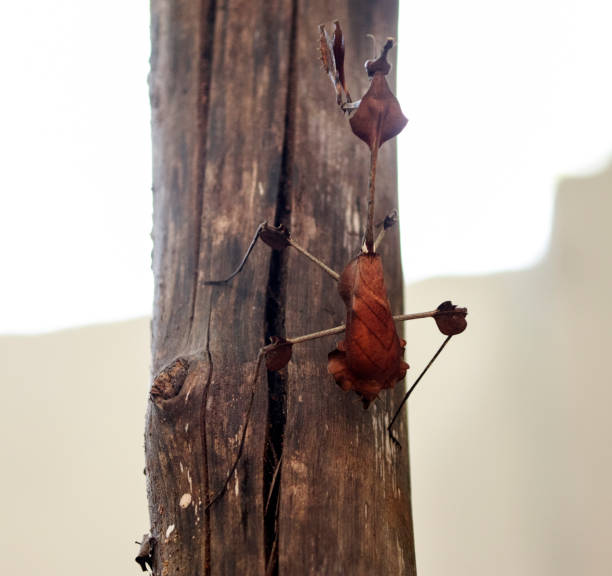 Close-up view of a walking stick insect.