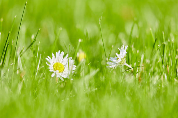 Blooming daisies creating a beautiful meadow under blue sky