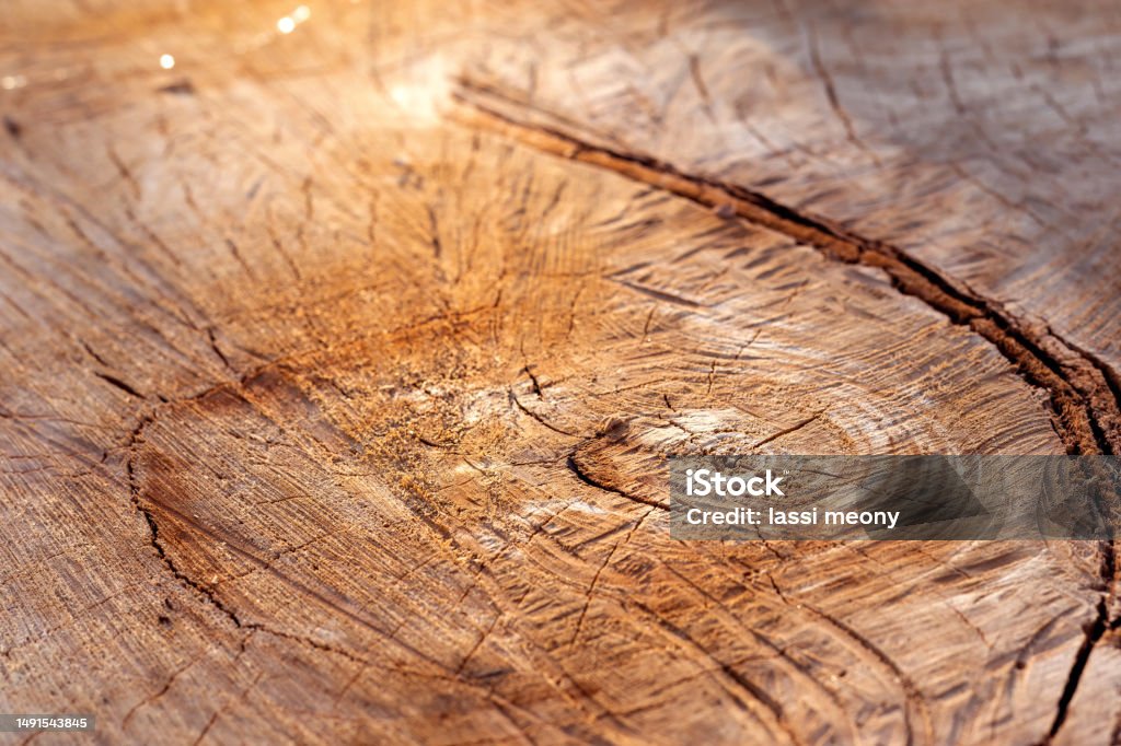 Natural wooden background. Wood texture. Warm light, selective focus. Texture of big stump with deep cracks. Background made of natural material. Accidents and Disasters Stock Photo