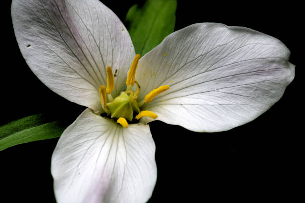 Red trillium in full bloom. Isolated on a blurry background. trillium erectum