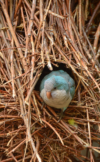 Single Monk parakeet in blue mutation color.\nBird in front of a bird`s nest.