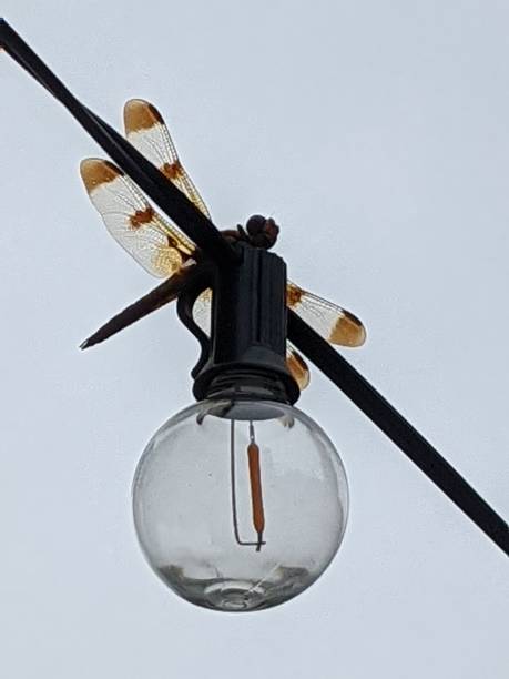 Dragon Fly On A Light Bulb stock photo