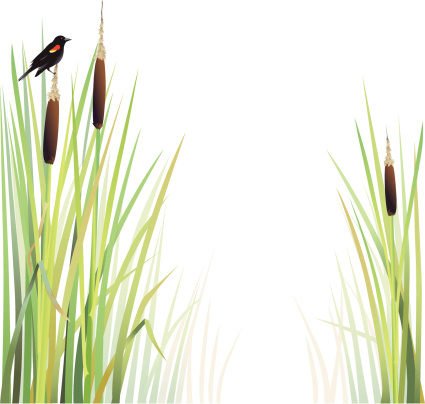 A blackbird sits atop a cattail above a marsh. On white. 