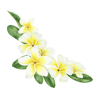 Yellow plumeria flowers. Tropical exotic flowers. Flower frame. Watercolor composition on a white background. For greeting cards, postcard, scrapbooking, packaging design