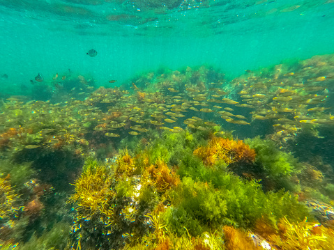 Lush green sea grass underwater- Posidonia Oceania