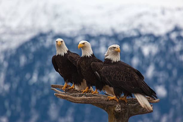 American Bald Eagles stock photo