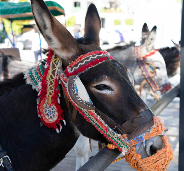 istock image of a donkey in mijas pueblo 1491547620