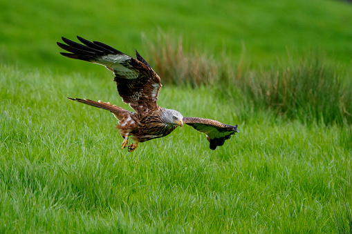 A Red Kite (Milvus milvus) in flight in Scotland